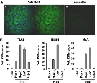 FIG. 1. TLR3 is expressed and functional in primary human hepatocytes. (A) TLR3 expression in human liver detected by 2PEmicroscopy and Qdot ﬂuorescence