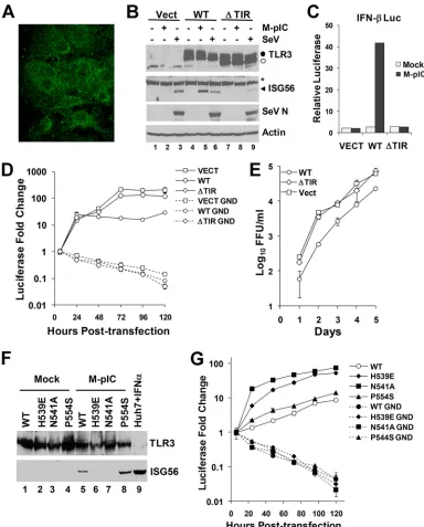 FIG. 2. Reconstitution of TLR3 signaling inhibits HCV replication in Huh7 hepatoma cells