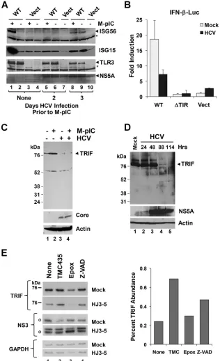 FIG. 5. HCV infection disrupts TLR3 signaling and degrades TRIF. (A) Immunoblot analysis of ISG56, ISG15, TLR3, and HCV NS5A inHuh7.5-TLR3 (WT) or Huh7.5-Vect cells that were either mock infected (lanes 1 to 4) or infected with cell culture-derived HCV (strain JFH1) at an