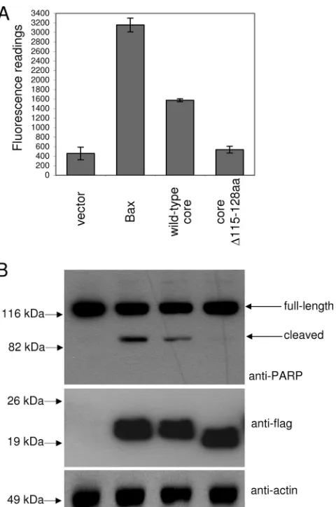 FIG. 2. Induction of apoptosis by the overexpression of the coreprotein in Huh7 cells