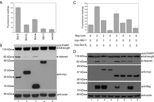 FIG. 4. Effects of Mcl-1 and Bcl-XL overexpression on the proapoptotic property of the core protein