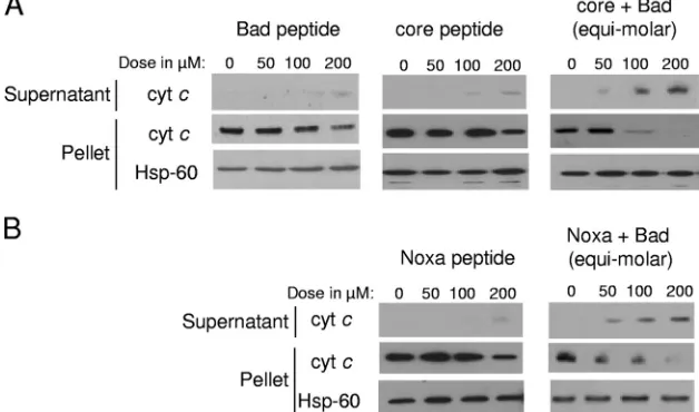 FIG. 5. Release of cytochrome cBad-BH3 peptides. (A) Mitochondria isolated from 293T cells were incubated with either Bad peptide, core protein peptide, or a combination ofthe two peptides in equimolar concentrations