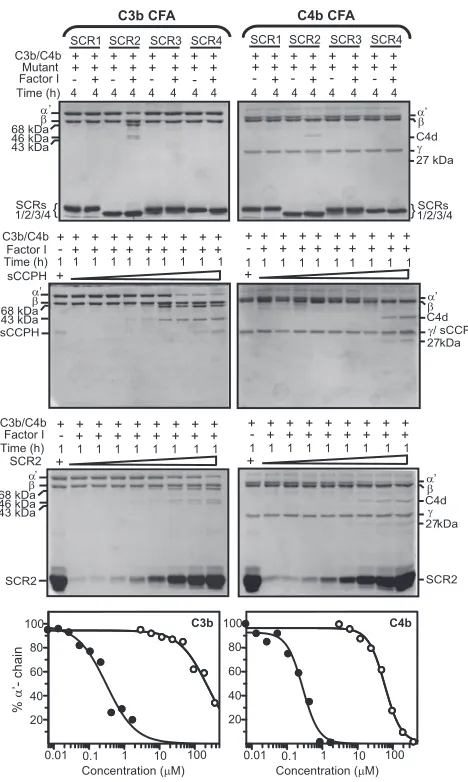 FIG. 3. Analysis of factor I cofactor activity (CFA) of single SCRmutants of sCCPH for human complement proteins C3b and C4b.