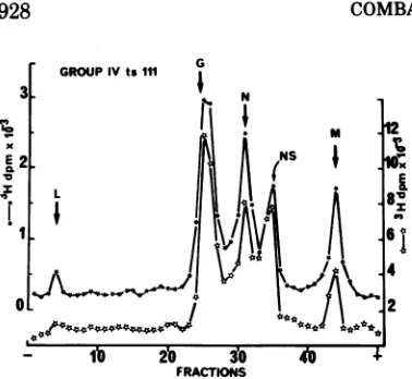 FIG.6.position7sfibroblasts;teinsexperimentessentialment.39.239.2multiplicityoradded.mediummedthenter)describedeach)beled(HeLa 3 Electropherogramsofvirus-specificpro- extracted from CEF or HeLa cells infected at a of'-.50 with ts IVIIIin an upward shiftcom