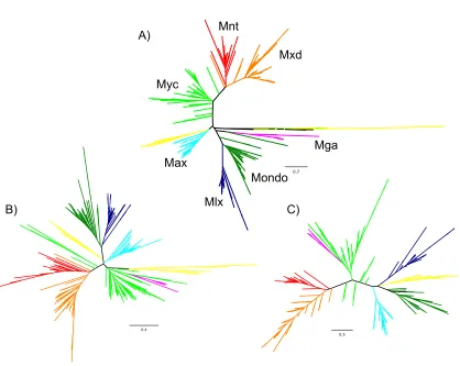 Figure 5: Phylogeny of bHHZ domain Phylogenetic reconstruction of bHHZ domain for all Max and Mlx network members