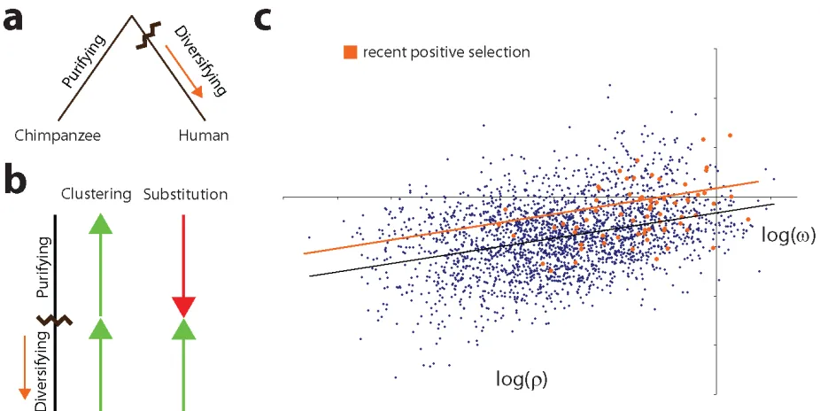 Figure 5: Deviation of genes under recent positive selection in humans (a) Illustrated mode of evolution for a gene shared by human and chimpanzee that is under positive selection in the human lineage