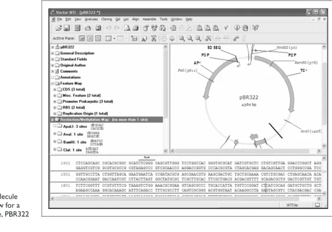 Figure 2: Molecule Display window for a DNA molecule, PBR322