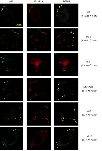 FIG. 6. Analysis of Gag and Env intracellular distributions by confocal microscopy. HeLa cells transfected with the indicated molecular cloneswere ﬁxed and processed for immunoﬂuorescence analysis with 2G12 anti-Env MAb and a mouse MAb speciﬁc for the matr