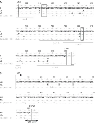 FIG. 2. Amino acid sequences of gp41 CTs and matrix proteins from patient 153. (A) Sequence alignments for gp41 CTs are shown for an earlyviral variant with a full-length sequence (clone E), for two late viral variants harboring a 20-amino-acid truncation (clones L1 and L2), and for the