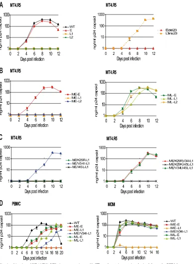 FIG. 3. Replication kinetics of NL(AD8)-NX viruses carrying gp41 CTs and matrix proteins derived from the HIV-1 present at early or latestages in patient 153