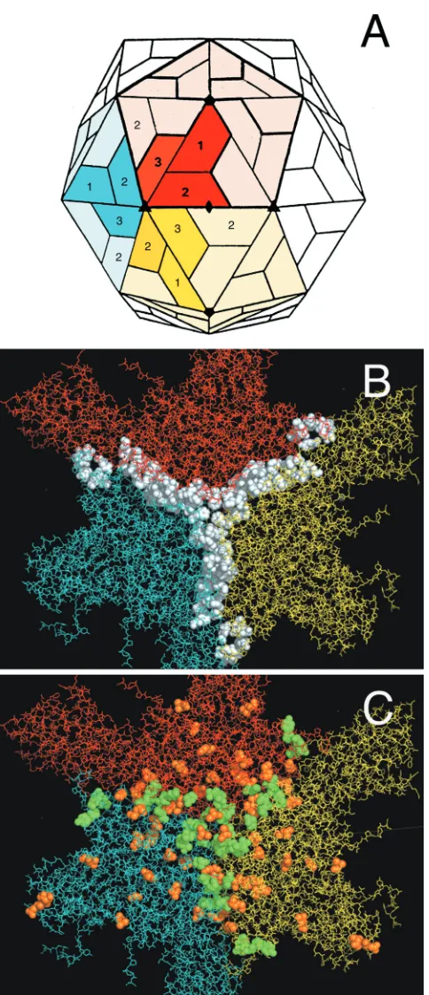 FIG. 1. Primary and second-site substitutions in the FMDV capsid.(A) Schematic quaternary structure of the capsid