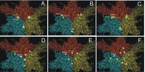 FIG. 2. Some representative examples of the spatial relationship between a residue subjected to a deleterious substitution (white space-ﬁllingmodels) and residues where second-site substitutions were ﬁxed in the progeny population (green space-ﬁlling model