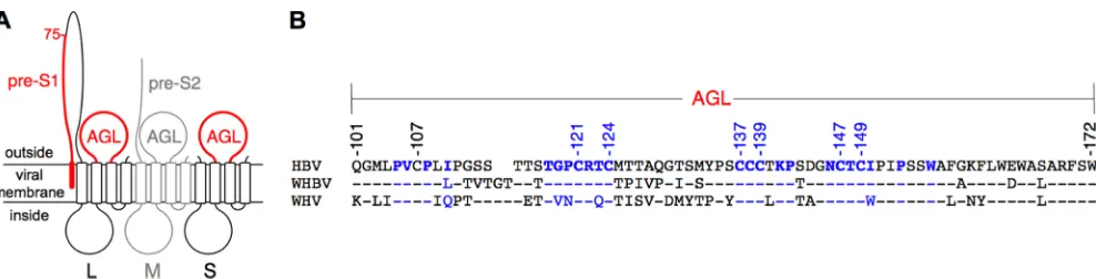 FIG. 1. Schematic representation of the HBV envelope protein AGL. (A) The topology of the L-, M-, and S-HBsAg proteins (L, M, and S,respectively) is represented