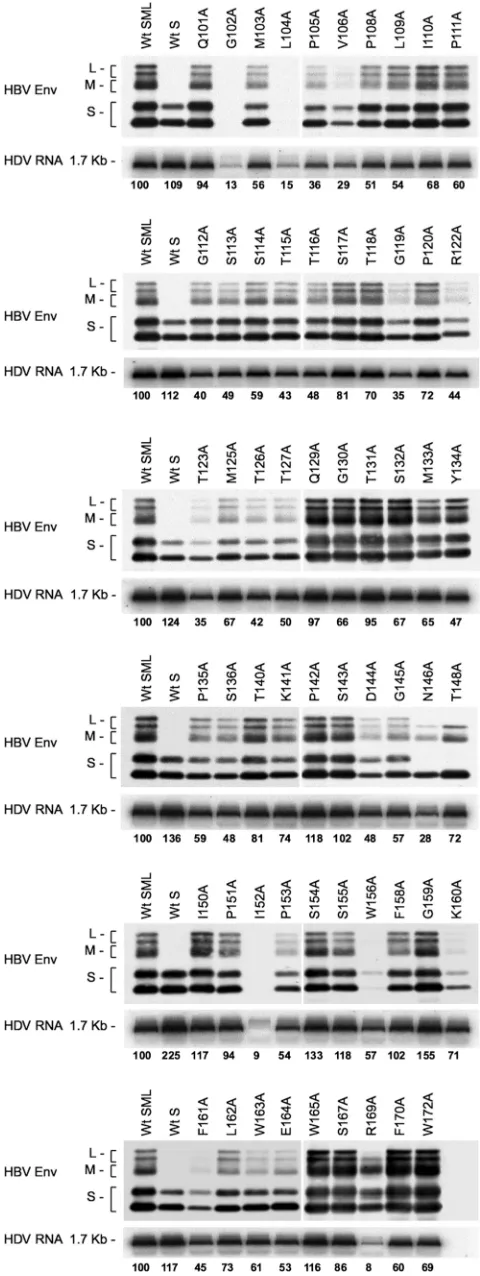 FIG. 2. Production of HDV particles coated with HBV envelopeproteins bearing substitutions in the AGL amino acid sequence