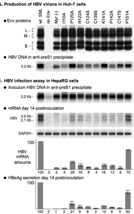 FIG. 5. Effect of “natural” AGL mutations on HDV infectivity.The production of wt and mutant HDV particles was achieved by