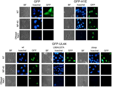 FIG. 3. GFP-UL44 associates with dsDNA and the nuclear matrix, in contrast to GFP-UL44L86A/L87A and GFP-UL44�followed by incubation with NaCl 2 M for 5 min (DNase I, NaCl)
