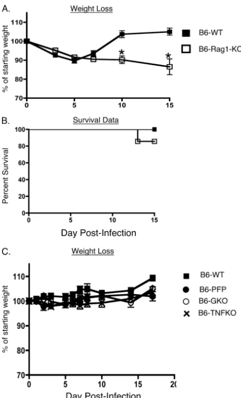 FIG. 3. Susceptibility to MHV-1 infection is enhanced in Rag1-KOmice. B6 wild-type (WT), B6-PFP, B6-GKO, B6-TNFKO, and B6-