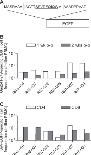FIG. 1. Gagcination. (A) Schema of the cDNA construct encoding the Gag241-249-speciﬁc CD8� T-cell induction by prophylactic vac--