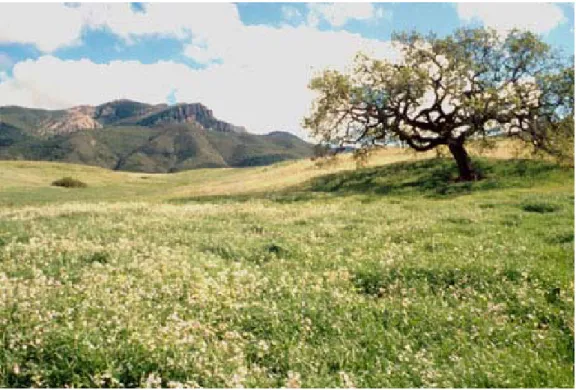 Figure 1.—Cropley soils in an area of Rancho Sierra Vista. Boney Mountain is in background.