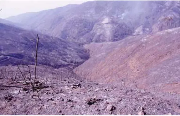 Figure 5.—Area of Cotharin soils, showing the effects of the 1993 Green Meadows fire. This area presently is heavily revegetated with chaparral.