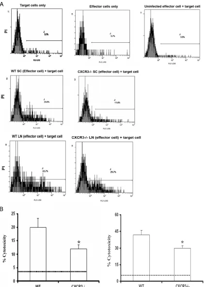 FIG. 8. Cytolytic activity of CD8�(left) and ILN (right) were assayed for CTL activity at an effector-to-target cell ratio of 10:1