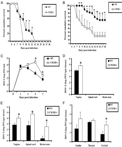 FIG. 1. CXCR3�CXCR3point, summarized from three independent experiments.when comparing WT and CXCR3sections (cervical, thoracic, and lumbar) and assayed for viral titers