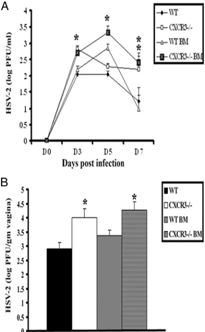 FIG. 3. Viral titers of HSV-2-infected WT and CXCR3�standard errors of the means. The bars represent meanserrors of the means from three independent experiments.infected mice (nine mice/group) on day 7 p.i