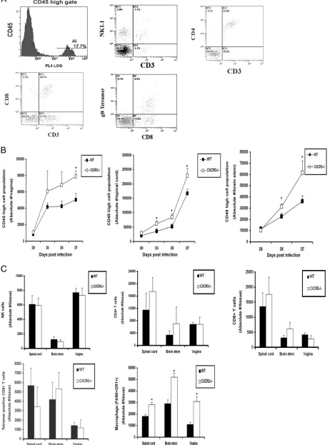 FIG. 5. Leukocyte inﬁltration into HSV-2-infected tissue. (A) WT and CXCR3�PFU/vagina) and exsanguinated at the indicated time p.i., and tissues were removed, processed, and analyzed for CD45/� mice (six mice/group) were infected with HSV-2 (2,000hi cell population and