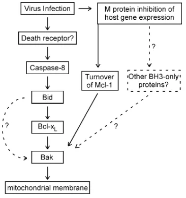 FIG. 10. Major pathways involving Bcl-2 family members, leadingto apoptosis in HeLa cells infected with VSV with wt M protein.