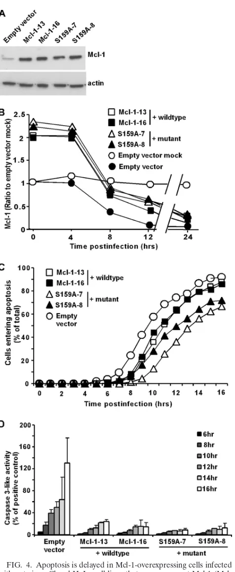 FIG. 4. Apoptosis is delayed in Mcl-1-overexpressing cells infectedwith rwt virus. Clonal HeLa cell lines that overexpress wt Mcl-1 (Mcl-