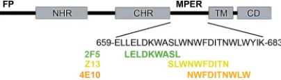 FIG. 1. Major features of gp41 include the fusion peptide (FP),NHR, CHR, TM, and cytoplasmic domain (CD)
