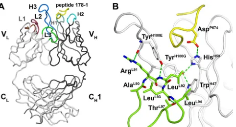 FIG. 2. Crystal structure of Z13e1 with bound peptide. (A) Over-view of peptide-Fab Z13e1 interactions showing the location of light