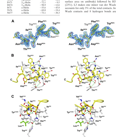 FIG. 3. Combining site of Fab Z13e1. (A) Final 2Fo-Fc electron density for bound peptide 178-1 contoured at 1�of the peptide epitope residues 670 to 677, whereas the C-terminal polylysine solubility tag is not ordered