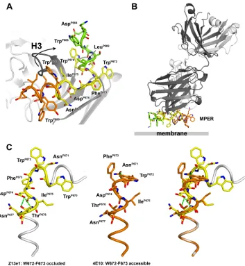 FIG. 4. gp41 MPER and recognition by antibodies Z13e1 and 4E10. (A) A composite model of the MPER was constructed by the fusion ofthe 2F5 (green), Z13e1 (yellow), and 4E10 (orange) epitope structures