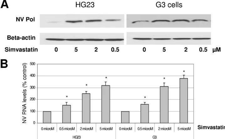 FIG. 1. Effects of simvastatin on the expression of NV protein (A) and RNA (B) in replicon-bearing cells (HG23 and G3 cells)