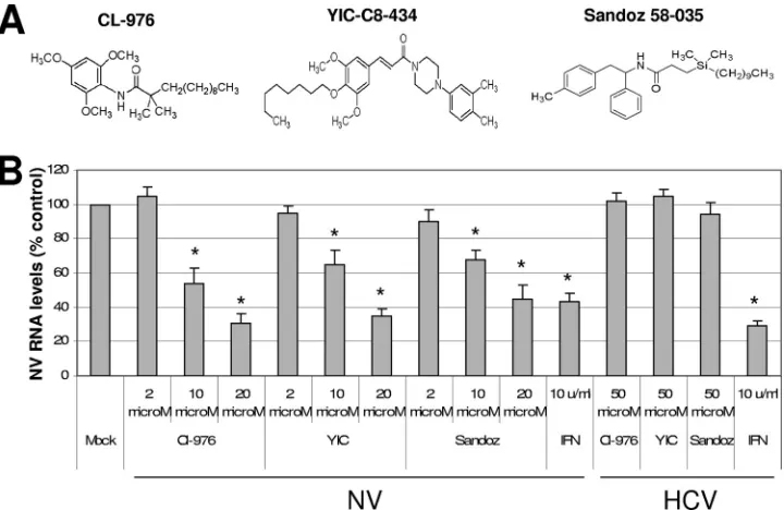 FIG. 4. Effects of treatment of simvastatin or transfection of pCI-SHP or pCI-LC on mRNA level of LDLR