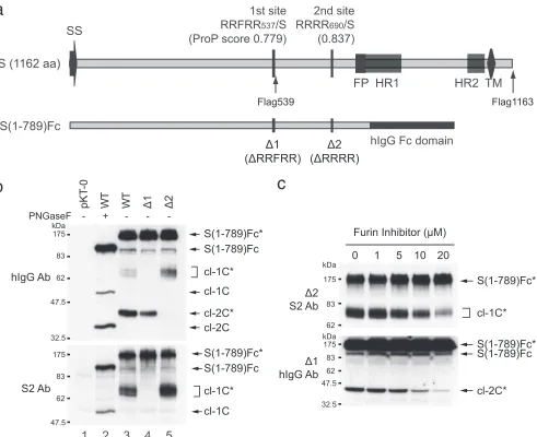 FIG. 1. An in vitro assay shows that RRRR690/S of the IBV S protein is a furin substrate