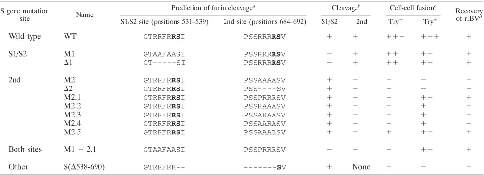 TABLE 1. Summary of the effects of point mutations introduced into two furin sites on S protein cleavage, induction of cell-cell fusion, andrecovery of infectious rIBV