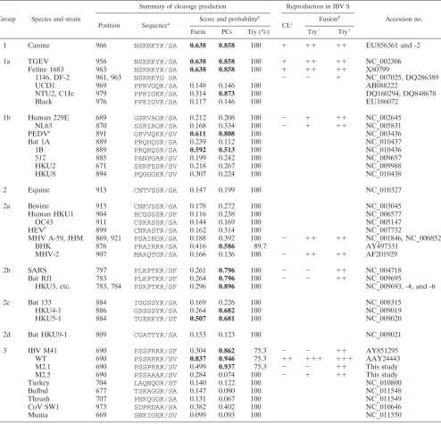 TABLE 2. Predicted cleavage by furin, general PCs or trypsin at the XXXR/S motif of CoV S proteins and effects on cleavage and inductionof cell-cell fusion by the reproduction of sequence in the second IBV furin site
