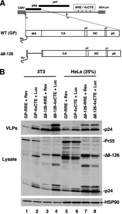 FIG. 1. 4�the MA globular head both increase VLP production in murine cells.(A) Depiction of cytomegalovirus major immediate-early-driven sur-rogate gRNA transcripts carrying either RRE or 4port elements and encoding either wild-type (WT) Gag (GP) or Gagca