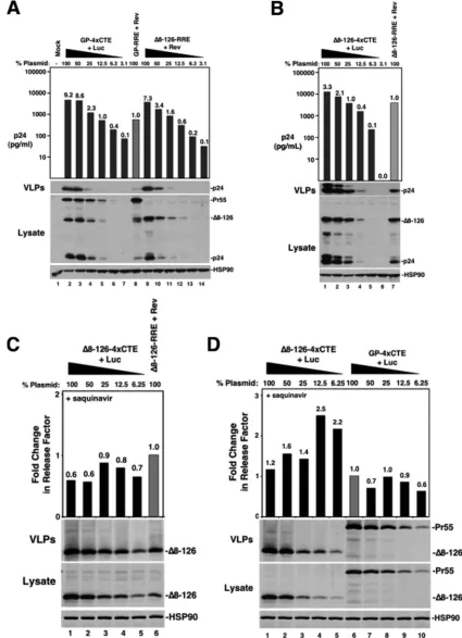 FIG. 2. The 4into the supernatant was quantiﬁed by ELISA (bars); the value above each bar represents the change for values normalized to the GP-RRE plus Revsample (gray bar; lane 8)