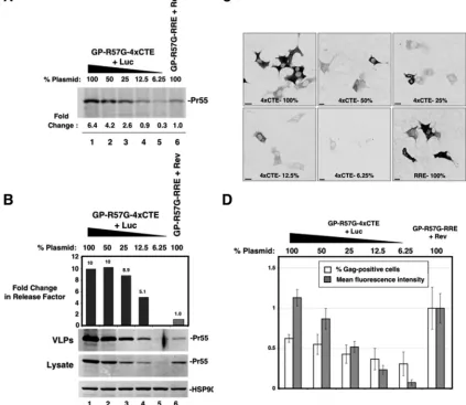 FIG. 3. RRE/Rev-derived Gag is intrinsically defective for assembly in murine cells independent of the expression level