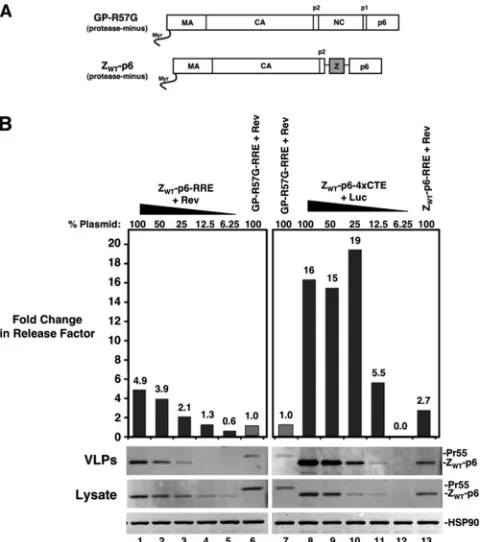 FIG. 4. The 4�CTE affects assembly independently of NC-depen-dent Gag multimerization