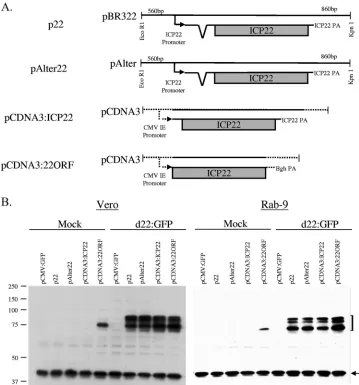 FIG. 2. Transient expression of ICP22. (A) Maps of ICP22 expression vectors. HSV-1-speciﬁc sequences are denoted by solid lines