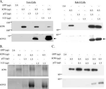 FIG. 4. ICP22 promoter activity in Rab-9 cells. Vero cells were transfected with the luciferase reporter constructs indicated