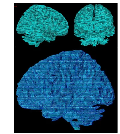 Figure 4.1-9. White matter external NURBS surfaces after Lofting Procedure implementation 
