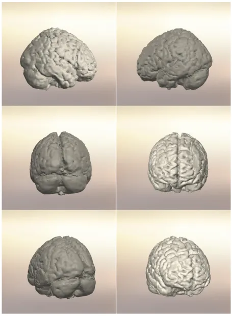 Figure 4.1-12. Final CAD whole-brain model. Grey matter outline 
