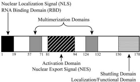 FIG. 1. Functional domains of HTLV-2 Rex. The functional do-mains of the 170-amino-acid Rex-2 protein are depicted in shaded