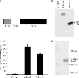 FIG. 2. Efﬁcient expression and functional activity of Rex-2. (A) Illustration of the S-tagged Rex-2 (S-Rex-2) expression vector construct (notdrawn to scale)