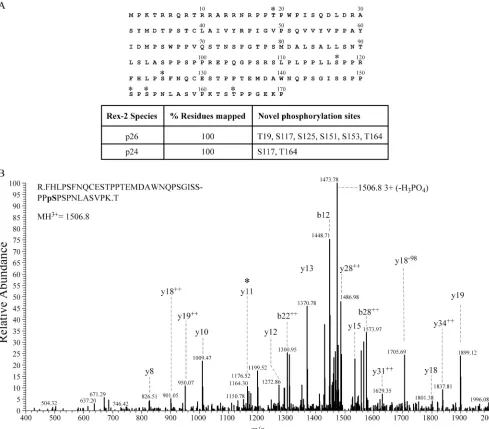 FIG. 3. Mapping Rex-2 p24 and p26 phosphorylation sites by MS. (A) A compilation of the results obtained with LC-MS/MS analysis of Rex-2.The 170-amino-acid Rex-2 protein is depicted with phosphorylation sites identiﬁed (*)